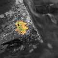 leaf.jpg