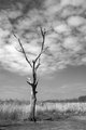 treefinished.jpg