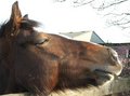 Horse 3