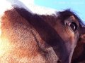 Horse 4