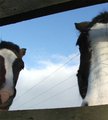 Horse 5