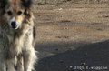 Stray dog