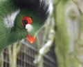 white-cheek-turuco.jpg