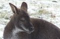 snowy-wallaby.jpg