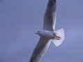 Free in the air