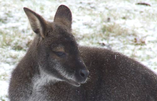 snowy-wallaby.jpg