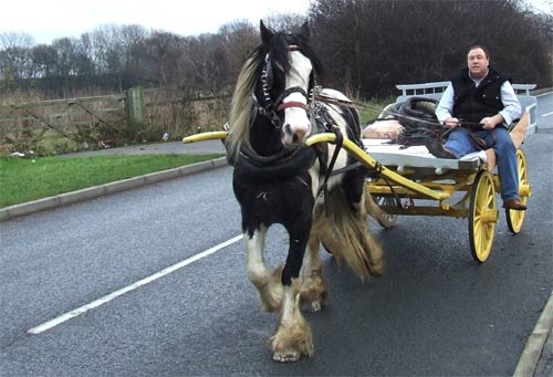 Horse 2