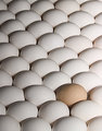 Light on White - Eggs.jpg