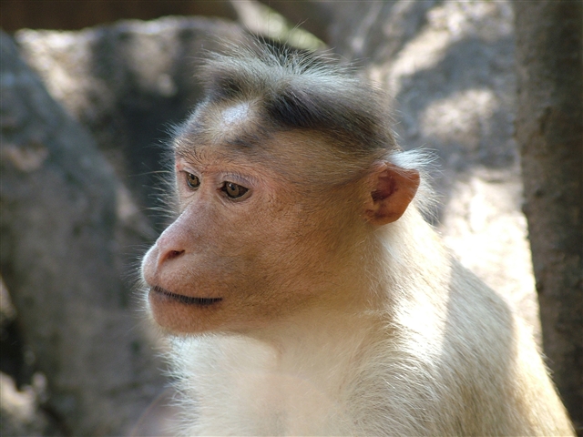 Thoughtful