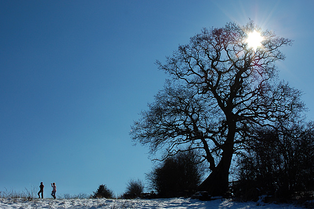 Winter Walk