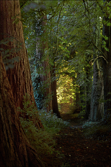 Woodland Path