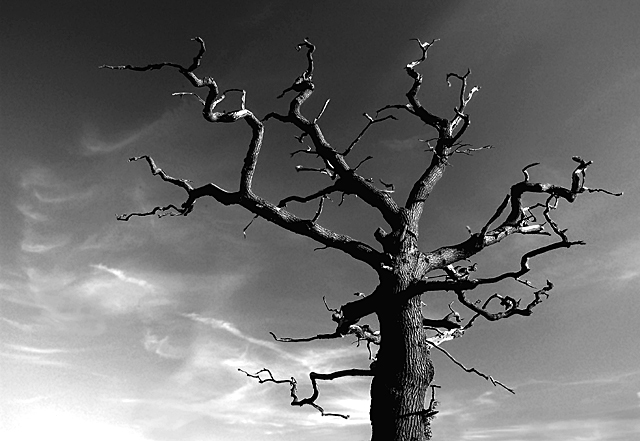 Lifeless-Oak