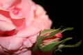 Bloom and Bud