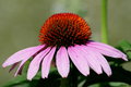 Cone Flower