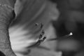 Lilly