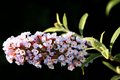 Bee and tiny purple flowers