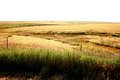 Golden pastures
