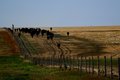 Cattle Lines