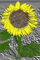Sunflower 2