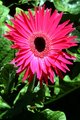 Pretty in Pink