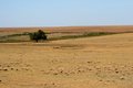 Lone tree