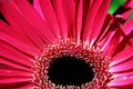 Pink Petals