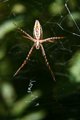 Spider in Web