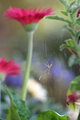 spider