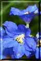 painted delphinium