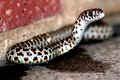bull snake