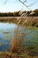 Full size Fall Pond