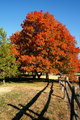 Orange and Red Tree