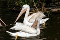 White water fowl