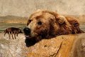 Grizzly Bear