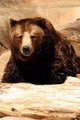 Grizzly Bear