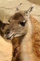 Llama 1