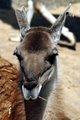 Llama 2