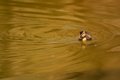 Bably Duck