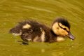 Duckling