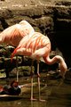 Standing Flamingo