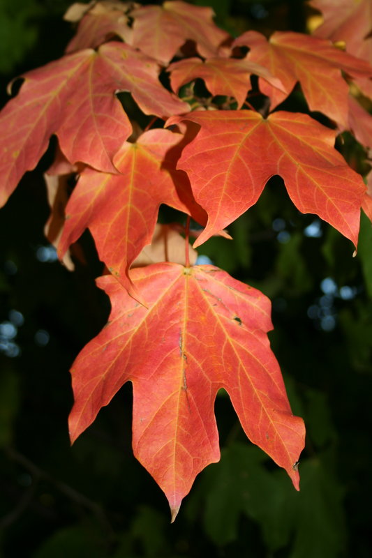 Brilliant Red