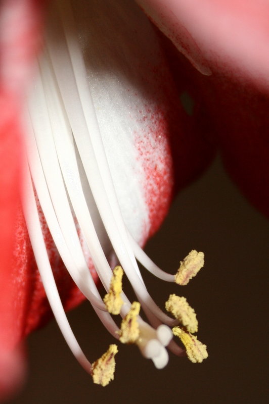 Amaryllis