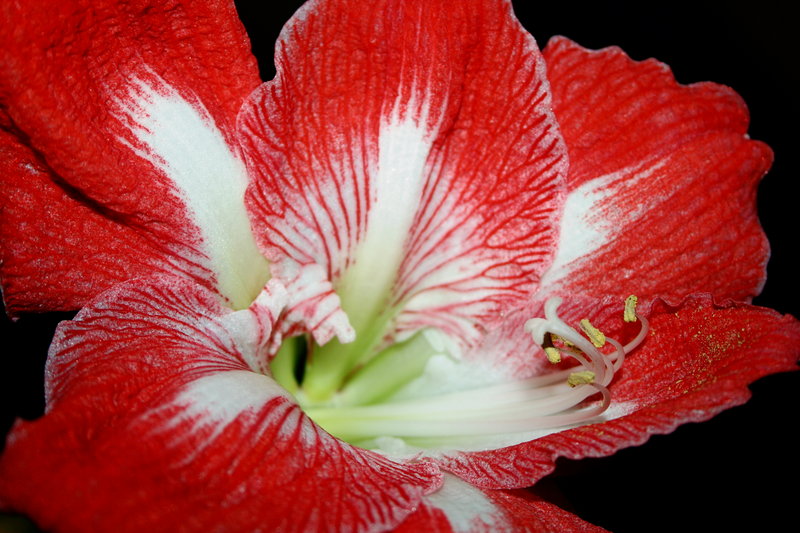 Amaryllis 2