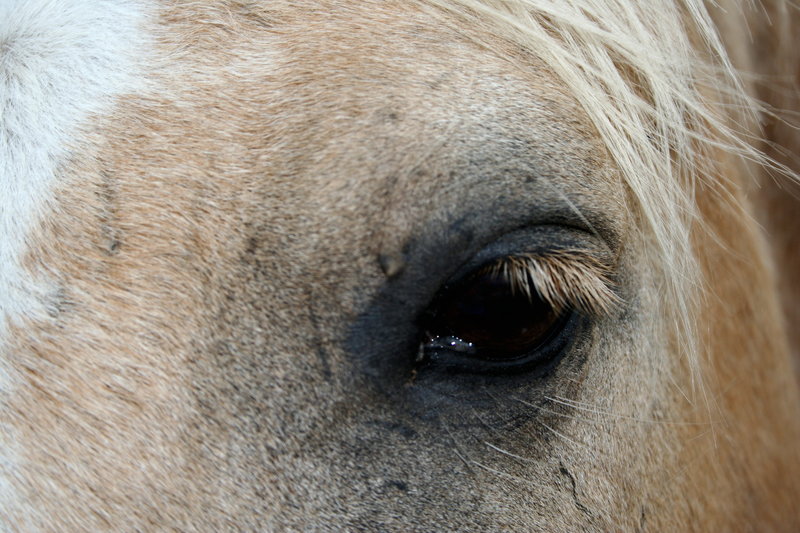 Horse eye