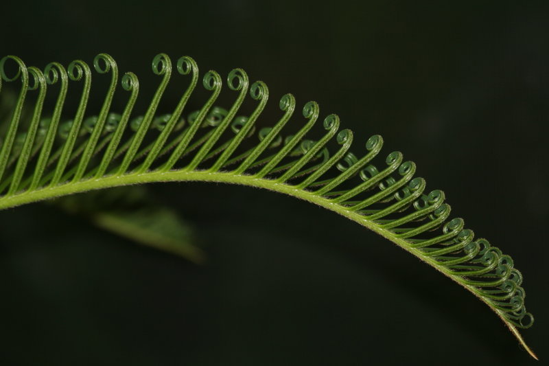 Sago Palm