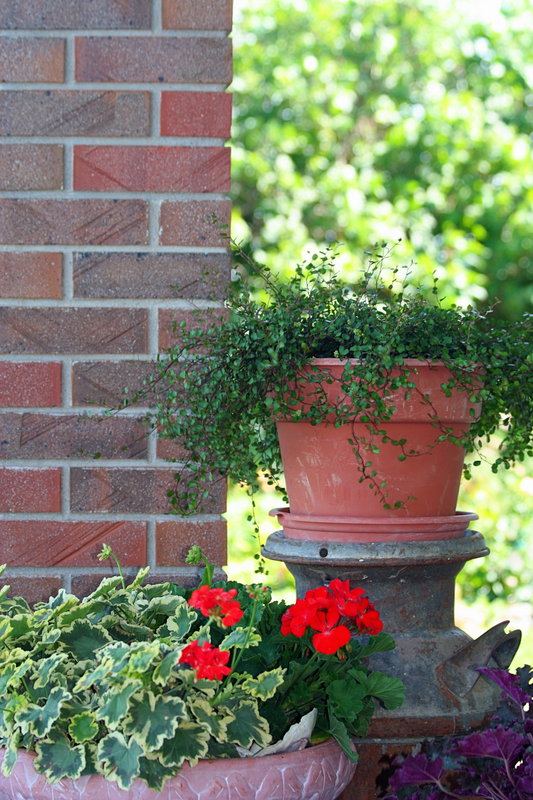 Potted Arrangment