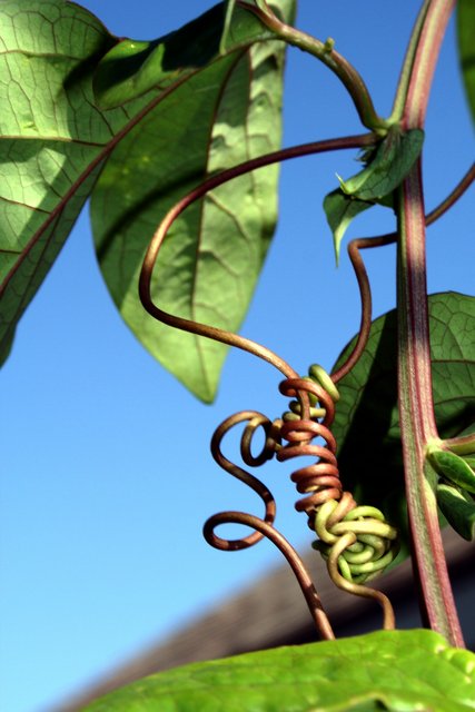 Spiral