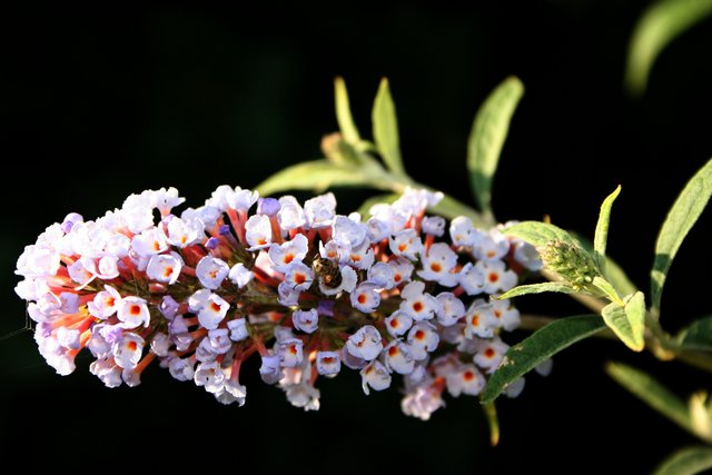 Bee and tiny purple flowers