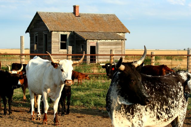 Longhorns and abandoned home