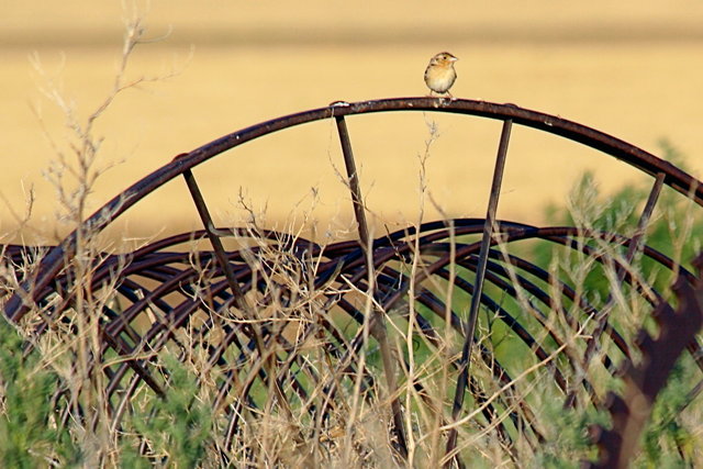tiny bird